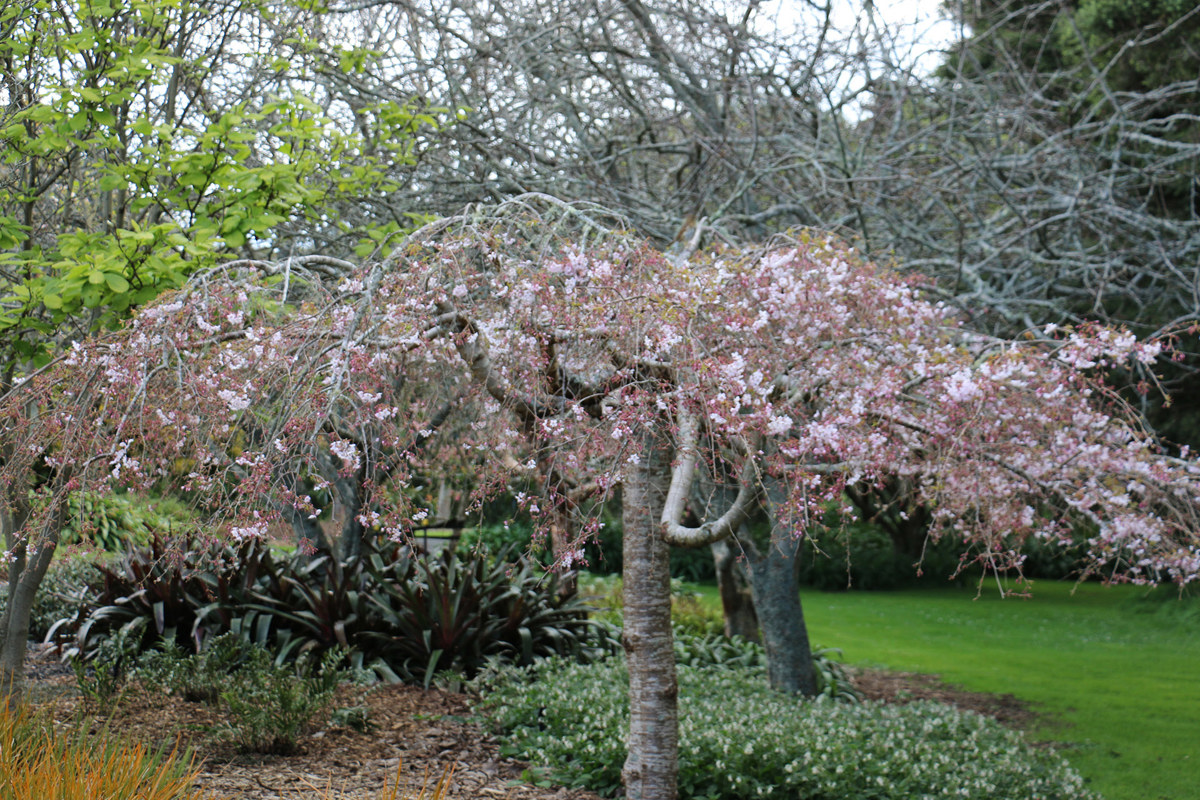 Prunus x subhirtella Falling Snow (15).jpg